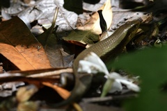 Eutropis