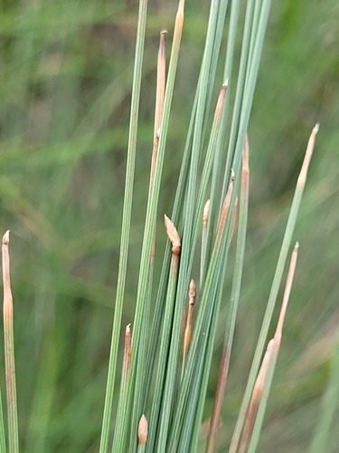 Eleocharis pallens, 2022-08-11