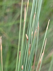 Eleocharis pallens
