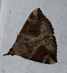 Hypena manalis