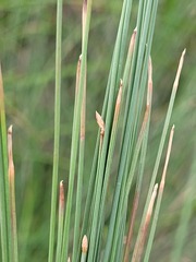 Eleocharis pallens