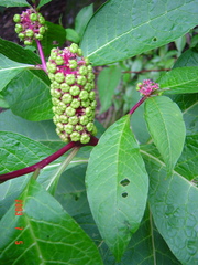 Phytolacca japonica