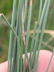 Eleocharis pallens