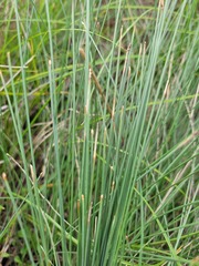 Eleocharis pallens
