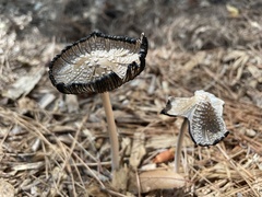Coprinopsis picacea