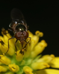 Copestylum vesicularium