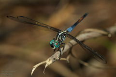 Cannaphila insularis