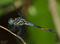 Cannaphila insularis