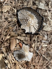 Coprinopsis picacea