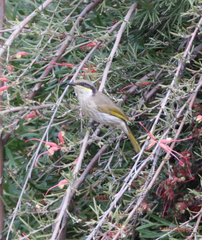 Gavicalis virescens