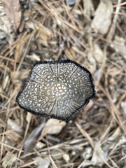 Coprinopsis picacea