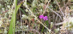 Glycine clandestina