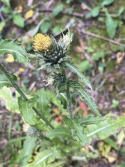 Cirsium parryi