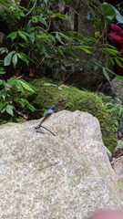 Psolodesmus mandarinus mandarinus