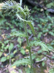 Cirsium parryi