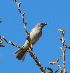 Lichmera indistincta