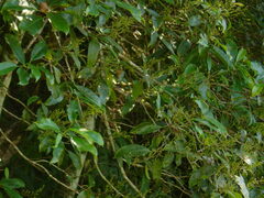 Turpinia formosana