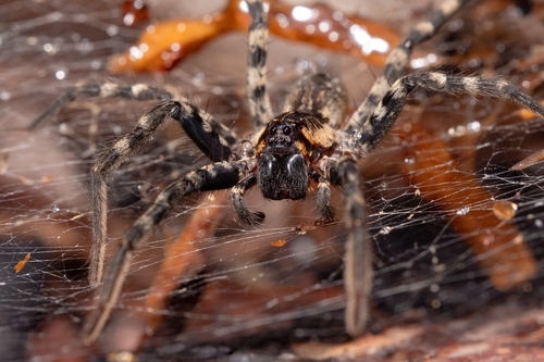 Lake Placid Funnel Wolf Spider