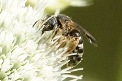 Halictus parallelus