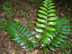 Cyrtomium devexiscapulae