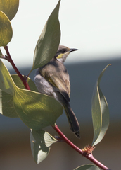 Gavicalis virescens