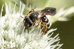 Halictus parallelus