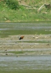 Jacana jacana
