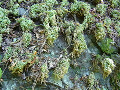 Selaginella tamariscina