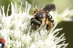 Halictus parallelus
