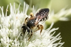 Halictus parallelus