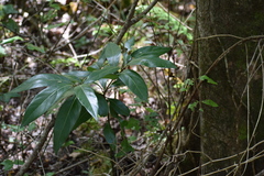 Persea borbonia