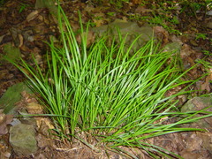 Carex breviculmis