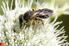 Halictus parallelus