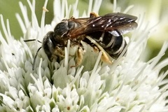 Halictus parallelus