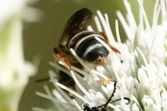 Halictus parallelus