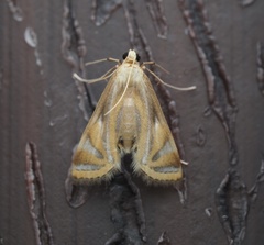 Eoophyla