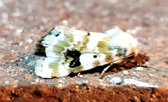 Schinia nundina