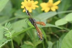 Danaus genutia