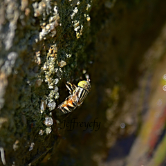 Eristalinus megacephalus