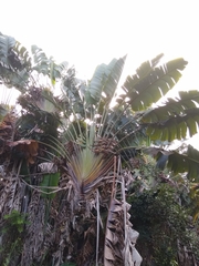 Ravenala madagascariensis