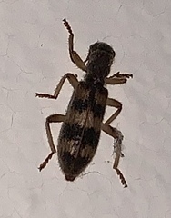 Cymatodera undulata