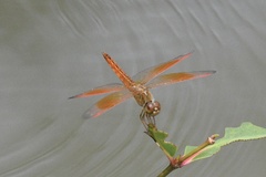 Brachythemis contaminata