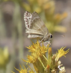 Heliopetes ericetorum