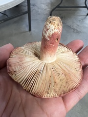 Russula peckii