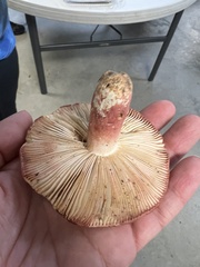 Russula peckii