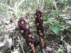 Bdallophytum americanum