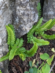 Polystichum kruckebergii