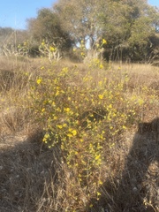 Deinandra paniculata