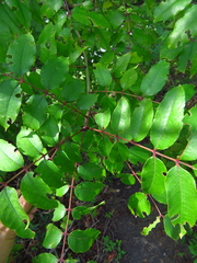 Zanthoxylum clava-herculis