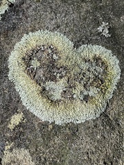 Flavoparmelia baltimorensis